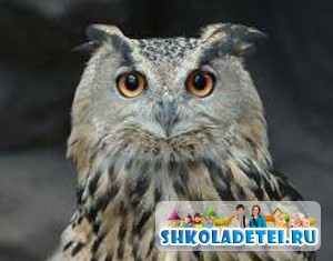   . . The Wise Old Owl