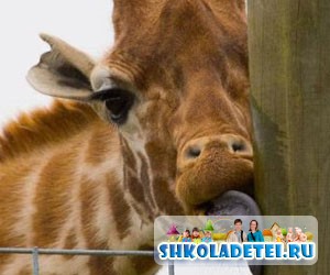 Загадки о животных для детей. Про жирафа