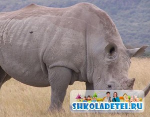 Стихи про животных на английском. Носорог 