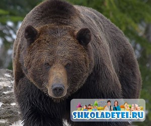 Стихи на английском про животных. Grizzly bear