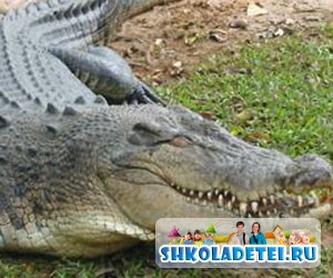 Стихи на английском про животных. Про крокодила