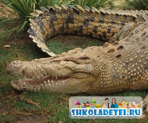 Загадки о животных для детей. Про Крокодила