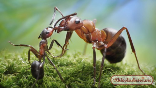Сказка по муравья и упавшую веточку